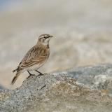 Horned Lark