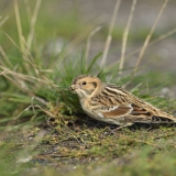 Lapland Longspur