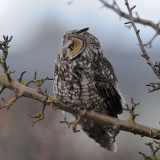 Long-eared Owl