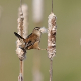 Marsh Wren
