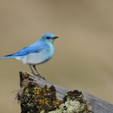 Mountain Bluebird