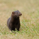 Mink