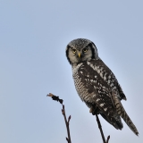 Northern Hawk Owl