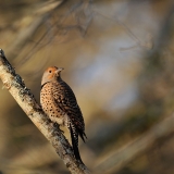 Northern Flicker