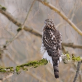 Northern Goshawk