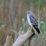Northern Harrier