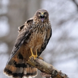 Northern Harrier