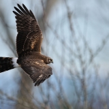 Northern Harrier
