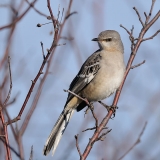 Northern Mockingbird