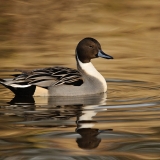 Northern Pintail