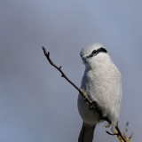 Northern Shrike