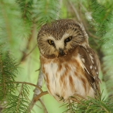 Northern Saw-whet Owl
