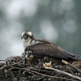 Osprey