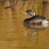Pied-billed Grebe