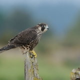 Peregrine Falcon