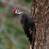 Pileated Woodpecker