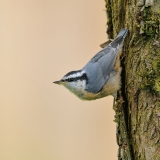 Red-breasted Nuthatch
