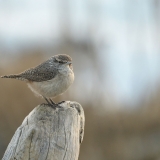 Rock Wren