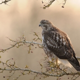 Red-tailed Hawk