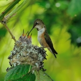 Rufous Hummingbird