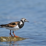 Ruddy Turnstone