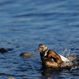Ruddy Turnstone