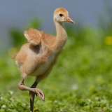 Sandhill Crane