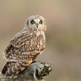 Short-eared Owl