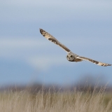 Short-eared Owl
