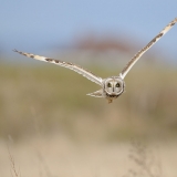 Short-eared Owl