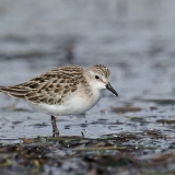 Semipalmated Sandpiper