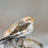 Snow Bunting