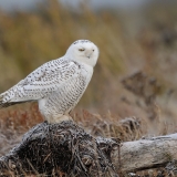 Snowy Owl