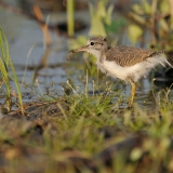 Spotted Sandpiper