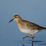 Sharp-tailed Sandpiper