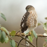 Sharp-shinned Hawk