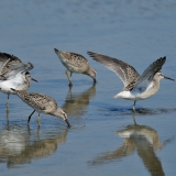 Stilt Sandpiper