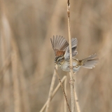 Swamp Sparrow