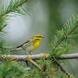 Townsend's Warbler