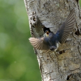 Tree Swallow