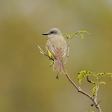 Tropical Kingbird