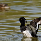 Tufted Duck