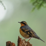 Varied Thrush
