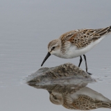 Western Sandpiper