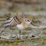 Western Sandpiper