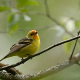 Western Tanager