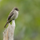 Western Wood-Pewee