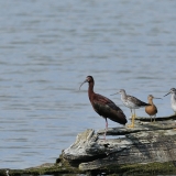 White-faced Ibis