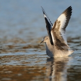 Willet