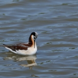 Wilson's Phalarope